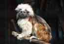 Crested tamarin vagy monkey pinche